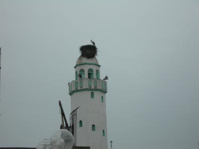 La c�l�bre cigogne de R�ghaia sur le minaret de la mosqu�e